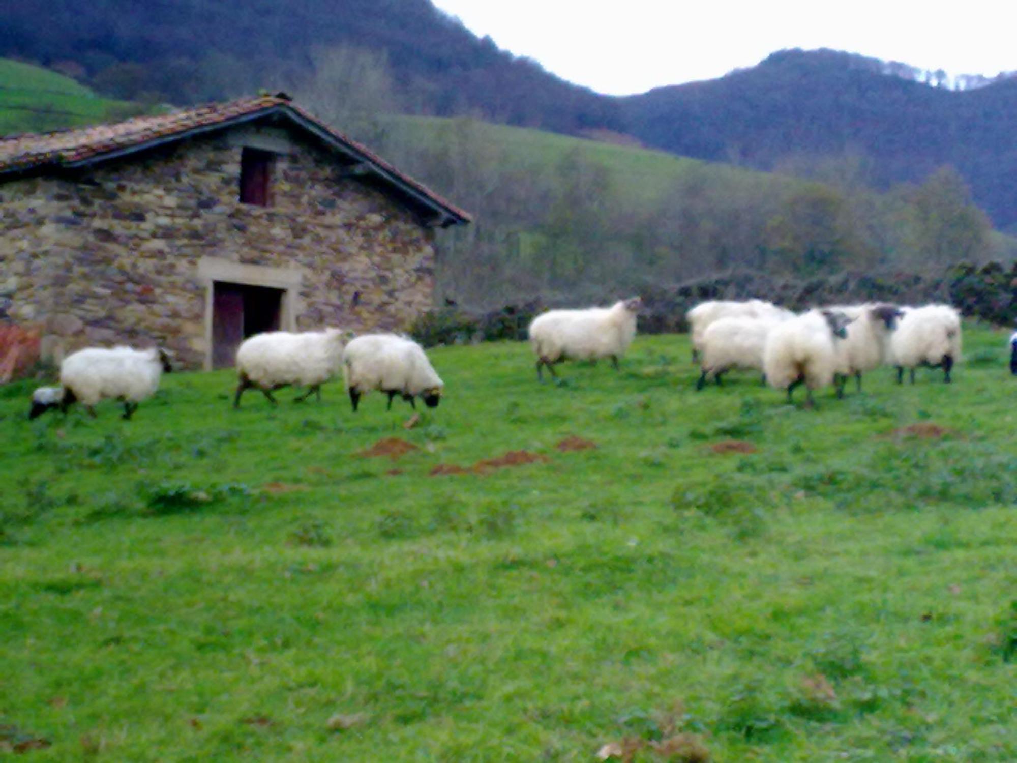 Hostal El Volante Estella Exteriér fotografie